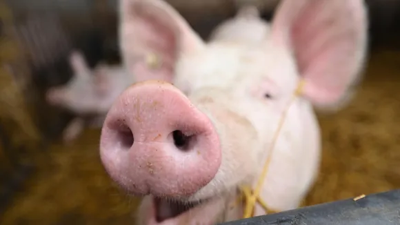 Chinese doctors implant pig liver in human for first time