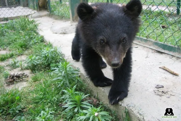 Many bear cubs rescued by Wildlife SOS bear the scars of negative human-wildlife interactions