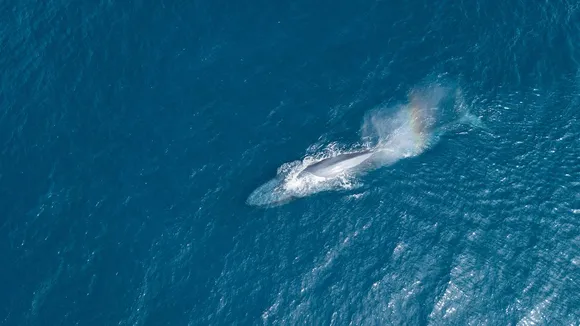 A blue whale spotted near Sri Lanka. Sri Lanka on Thursday squarely rejected a proposal for the creation of a new Traffic Separation Scheme, south of the island nation, to reduce ship strikes on the endangered blue whale population in the Northern Indian Ocean
