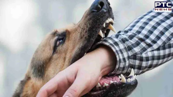 Dog attack in Chennai: Stray dog bites 29 people in less than 1 hour; beaten to death