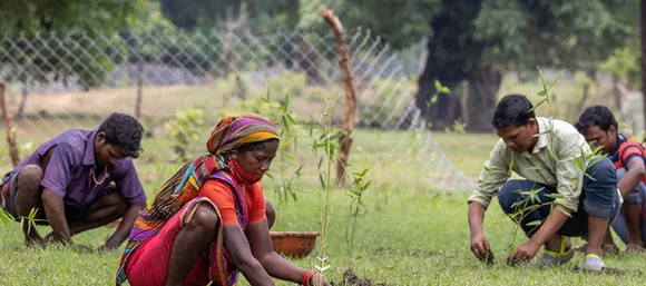 organic millet cultivation earth focus