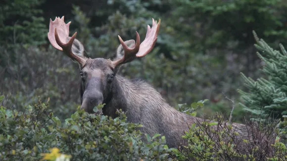 What Family is the Moose in  : Unlocking the Mysteries of the Majestic Moose