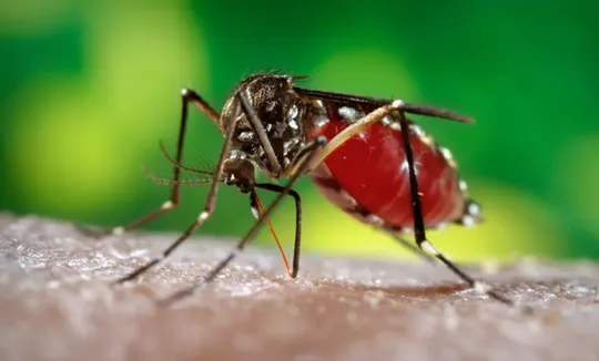 ജില്ലയിലെ ഡെങ്കിപ്പനി സാധ്യതാ സ്ഥലങ്ങള്‍ പ്രസിദ്ധീകരിച്ചു