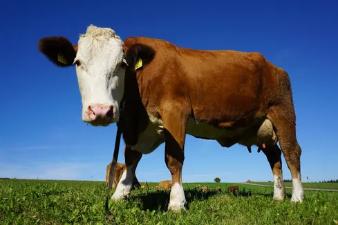 US Health Officials Warns Dairy Workers at Risk of Bird Flu, Advocates Protective Gear