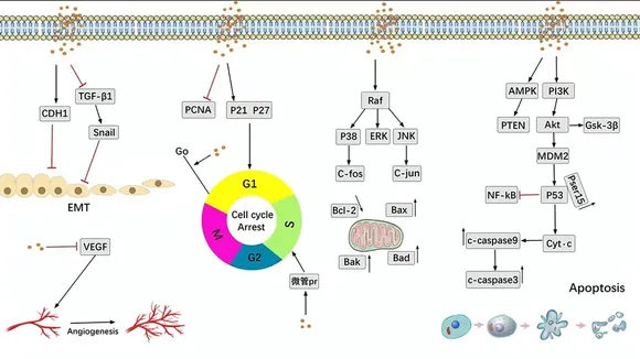 The Role of Phytosterols in Cancer Prevention and the Impact of Plant-Based Medicines
