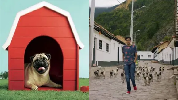 Pug sales dog vodafone