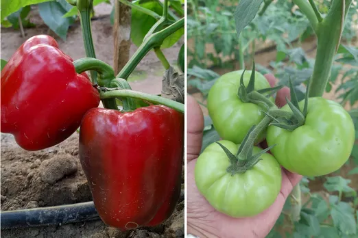 Protected Farming and Medicinal Plants
