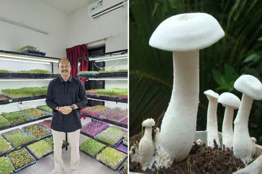 Banker Farmer and Milky Mushroom