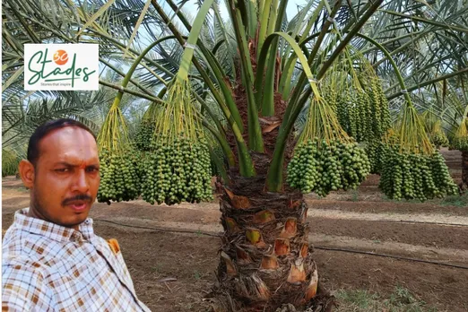 Jagdish Shendge with a date tree on his farm in Jalna, Maharashtra