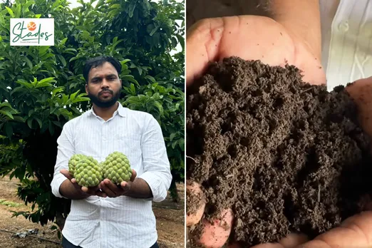 Mangesh Prakash Lawande at his custard apple farm (left) and vermicompost (right)
