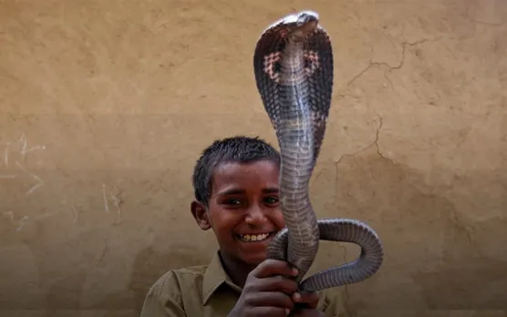 Shetphal: The village where snakes live with humans in their homes
