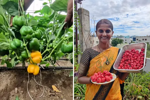 Capsicum Millionaire and Seed Saver