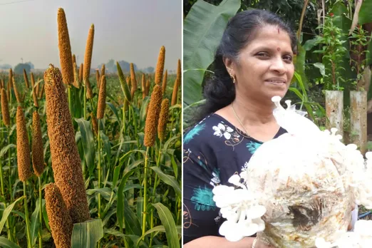 Millet Engineer and Mushroom Entrepreneur