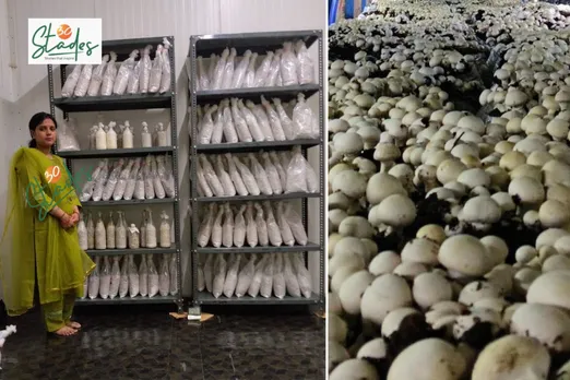 Rama Kumari Pandey at her lab (left) and mushrooms grown from her lab's spawns (right)