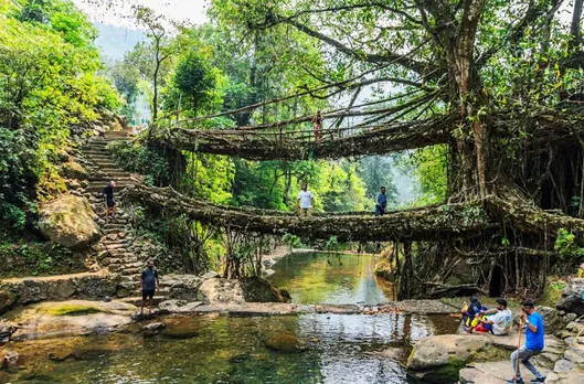 Living Root Bridges: Man-made natural bridges that last for centuries