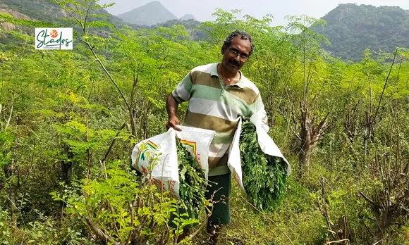 Dr Saravanan Kandasami at his moringa farm in Tiruppur