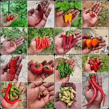 Native chilli varieties