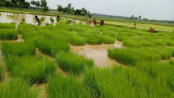 SEED conservation at balasore, odisha