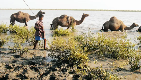 How two tribes in Kutch are conserving endangered swimming camels