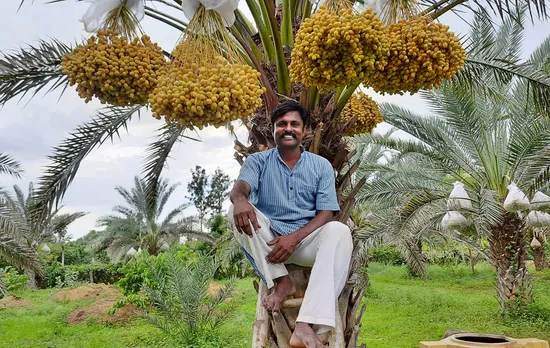 Karnataka’s professor-turned-farmer earns Rs6 lakh per acre through organic farming of dates