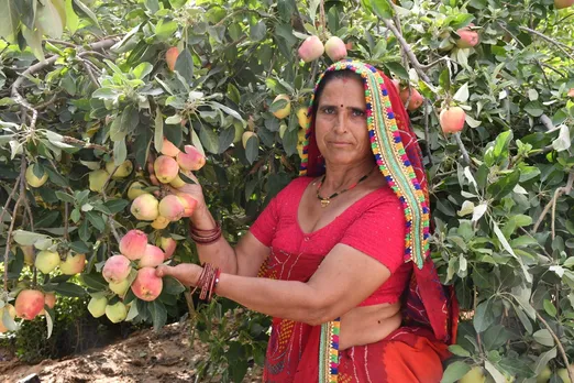 Santosh Devi Khedar grows organic apples in Rajasthan's Sikar district