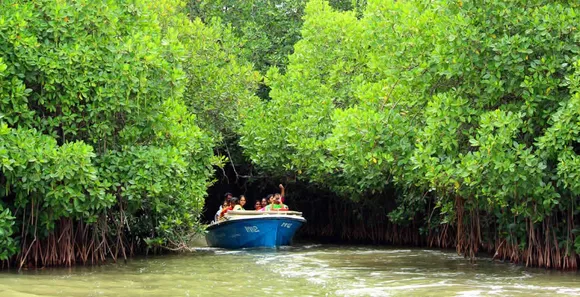 Pichavaram, where you can cruise through mangrove trees
