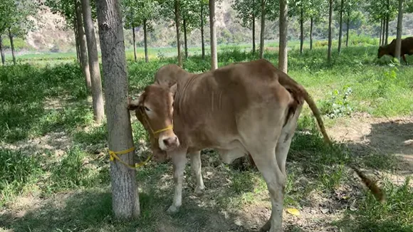 Cows at the farm