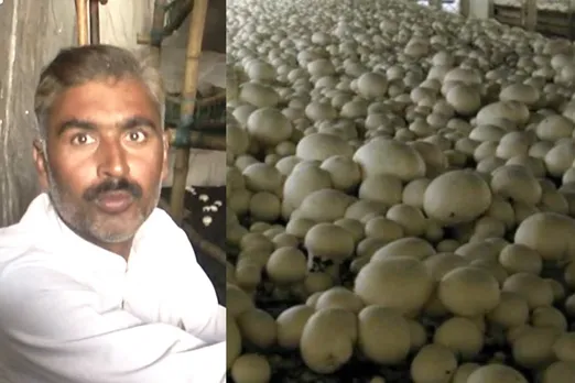 Shifting from cotton to mushroom farming increases Haryana farmer’s profit ten times