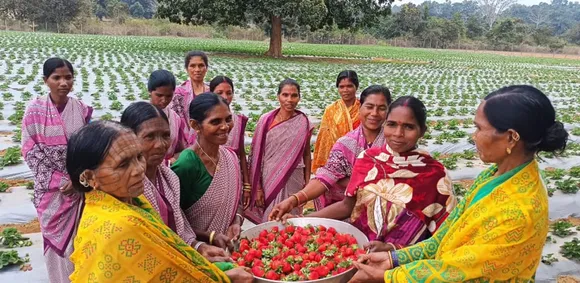 Tribal women pioneer strawberry farming in Odisha; earn a profit of Rs 15 lakh per acre