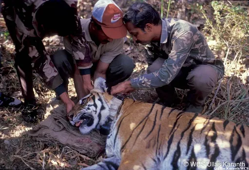 Reverse migration in COVID-19 may increase tiger poaching: Padma Shri tiger expert Dr Karanth