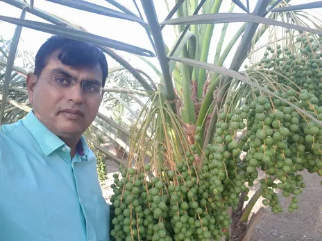 Gujarat: Dentist-turned-farmer reaps rich harvest with organic farming of dates