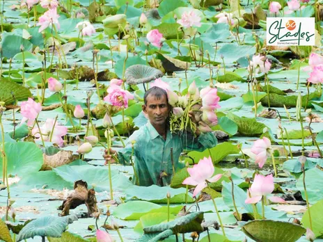 West Bengal: Lotus cultivation in Bankura lifts growers’ fortunes as the national flower finds a global market