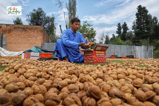 Kashmir’s walnut industry crushed by imports and infected orchards