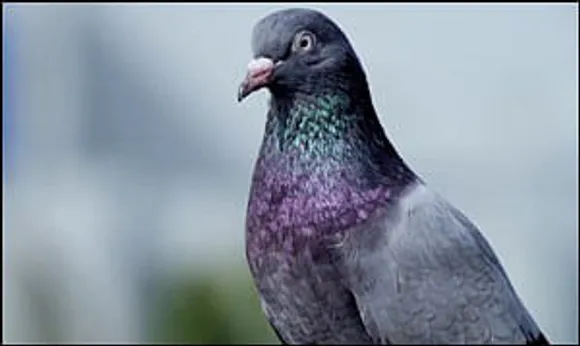 Godrej Aer: Dogs, Pigeons And Trees Persuade Humans