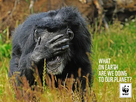 Chimpanzee