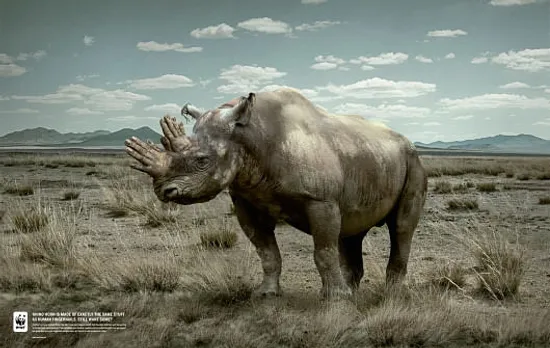 Rhino Horn, Fingernails