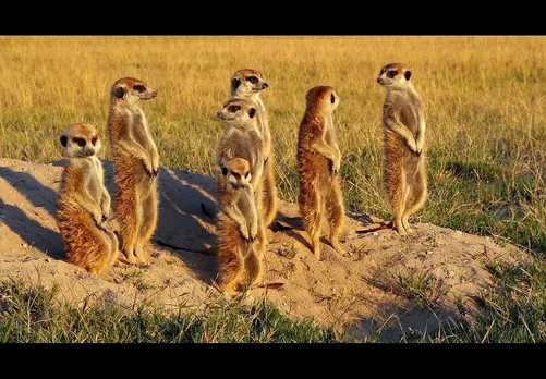 Using animals to add a clutter-breaking twist ..