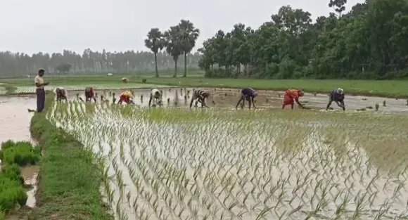 মুষলধারে বৃষ্টি! হাসি ফুটল কৃষকদের মুখে