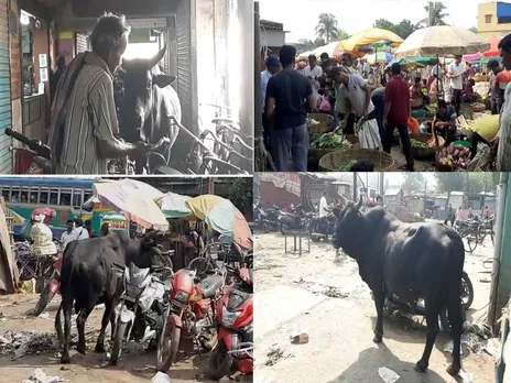 ভোলার ভীমরতিতে নাজেহাল  ব্যবসায়ীরা!