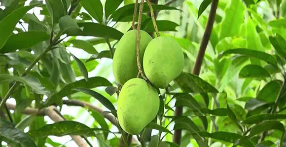 কচি আম দিয়ে এই ৩ বাড়িতে রান্না মিষ্টান্ন মন ভরে যাবে