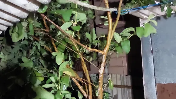 ফাফ 