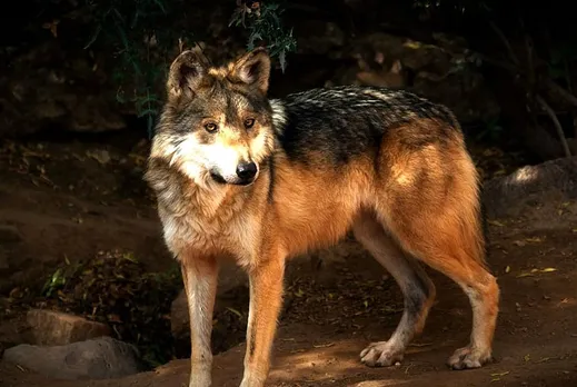 ভারতে এখনও নেকড়ে আতঙ্ক |