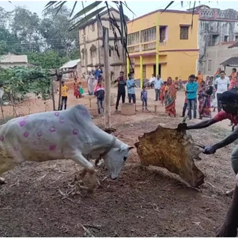 কপিলামঙ্গল কাব্যের অনুরণনে 'সহরই' বা বাঁদনা পরব - Ramakrishna Math Baghbazar