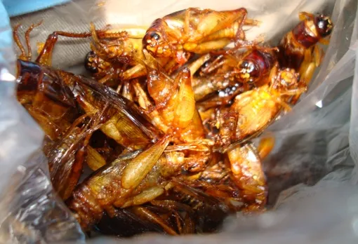 Crunchy Cambodian Cockroaches - The Dropout Diaries