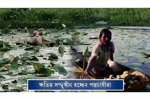 ক্ষতির সম্মুখীন হচ্ছেন পদ্মচাষীরা