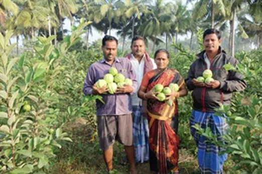 পেয়ারা চাষে পান সাফল্য এবং মুনাফা