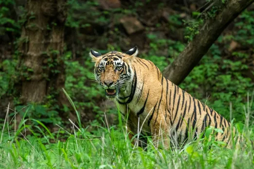 The Bengal Safari Authority took summer special measures for animals