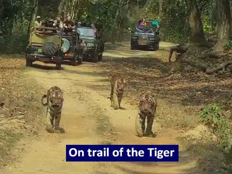 On trail of the tiger