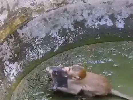 Monkey's effort to save the kitten, witness the heartwarming video