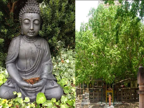 Buddha Purnima: Gautam Buddha's birthday is celebrated by worshiping the Bodhi tree